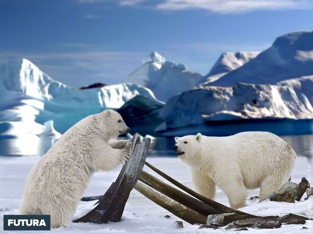 Ours blanc Ours blanc