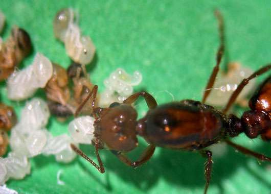 Fourmis Accouplement Et Reproduction Le Role De La Gyne Dossier Fourmis Accouplement Et Reproduction Le Role De La Gyne Dossier