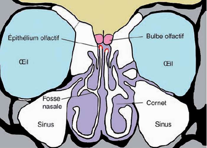 Odorat que se passetil dans la cavité nasale ? Dossier