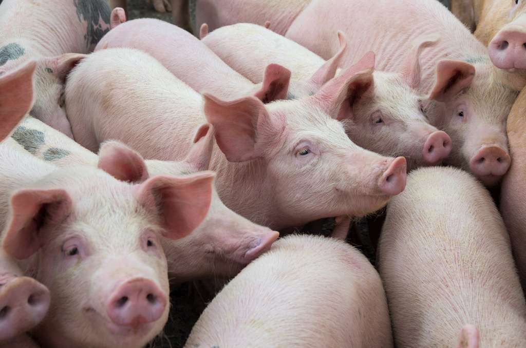 Les animaux d'élevage portent huit fois plus de virus zoonotiques que les animaux sauvages. Par exemple, les porcs seraient à l'origine de la pandémie de grippe H1N1. © deyana, Adobe Stock