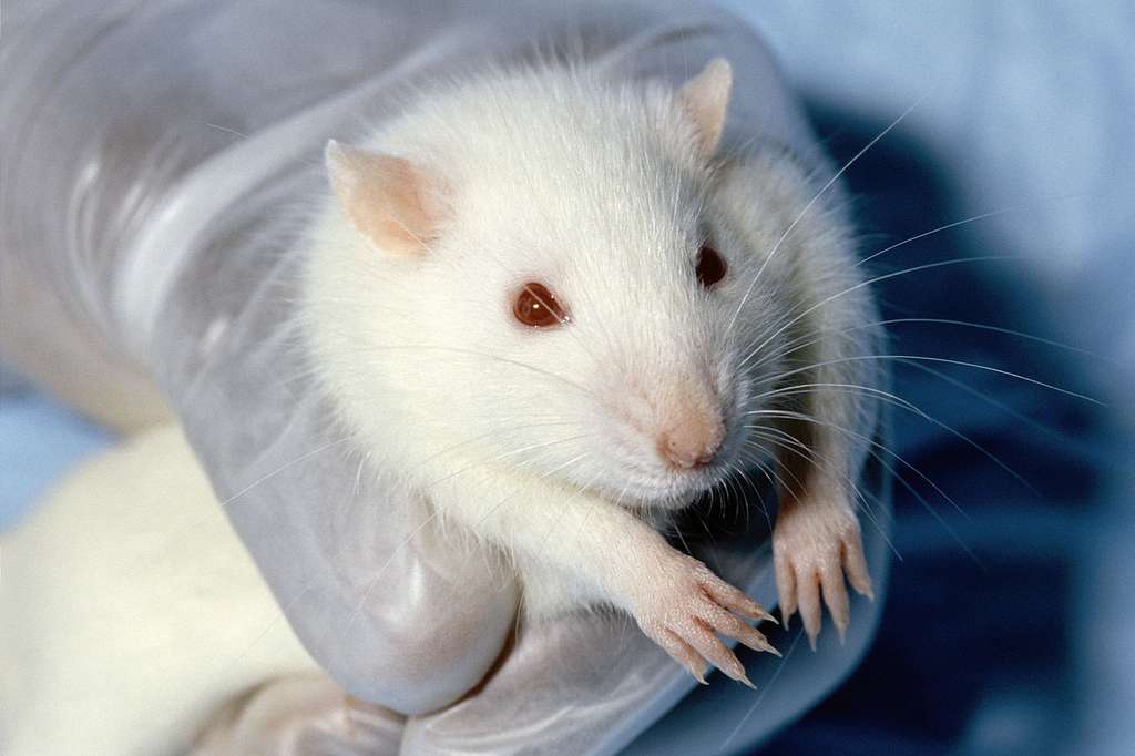 Les rats nous aideront-ils à retrouver la mémoire ? © Janet Stephens, Wikipédia, DP