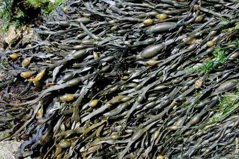 Les algues brunes Ascophyllum nodosum (goémon noir) font partie des différentes algues connues, avec les algues rouges notamment. © A. Le Maguéresse, Ifremer, tous droits de reproduction interdits