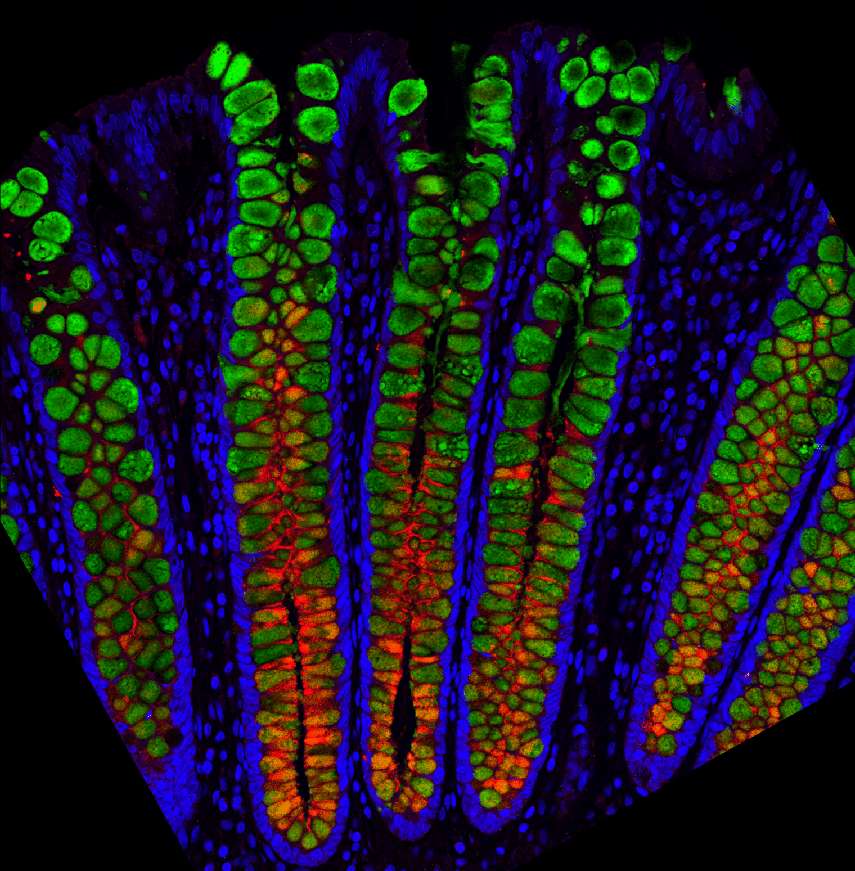 Les cellules caliciformes dans une crypte intestinale observée par les scientifiques. © Joseph Burclaff et al. CMGH