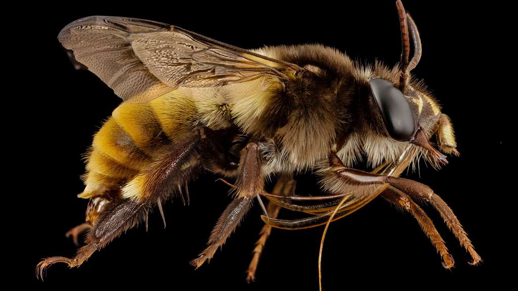 Une abeille indienne du genre Amegilla Une abeille indienne du genre Amegilla