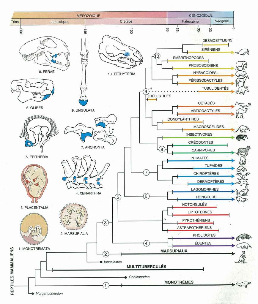 Cet arbre phylogénétique illustre principalement la radiation des mammifères au Tertiaire. La figure est extraite de l’ouvrage Une brève histoire des mammifères, bréviaire de mammalogie, de Jean-Louis Hartenberger. © Belin, 2001