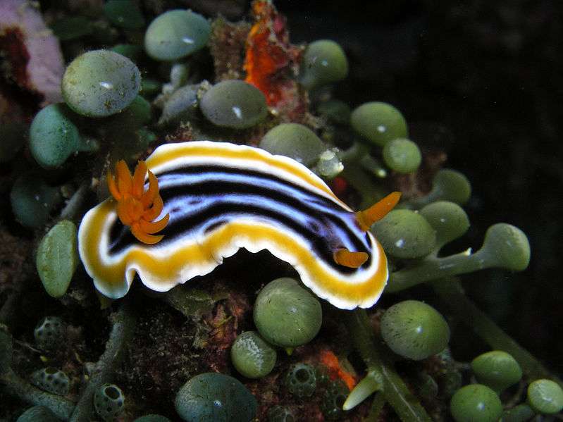Voyage à la rencontre d'une limace de mer colorée (Chromodoris quadricolor) Voyage à la rencontre d'une limace de mer colorée (Chromodoris quadricolor)