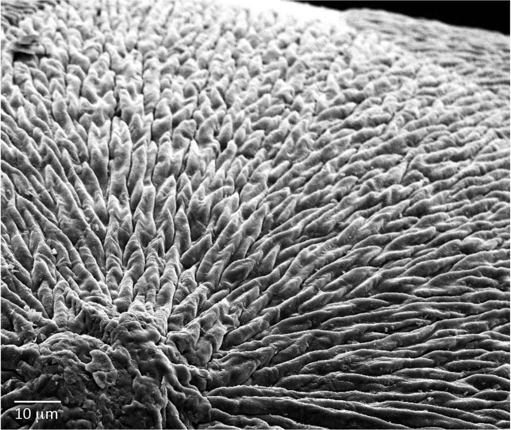 Zoom sur des nanocristaux d’apatite organisés à l’image de l’émail de nos dents. © Alvaro Mata, Queen Mary’s School of Engineering and Material Science