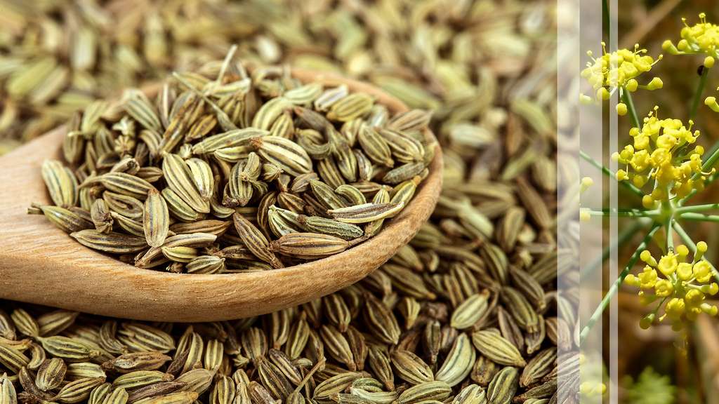 Le fenouil et ses vertus digestives Le fenouil et ses vertus digestives