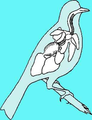Poumons des oiseaux. © Reproduction et utilisation interdites