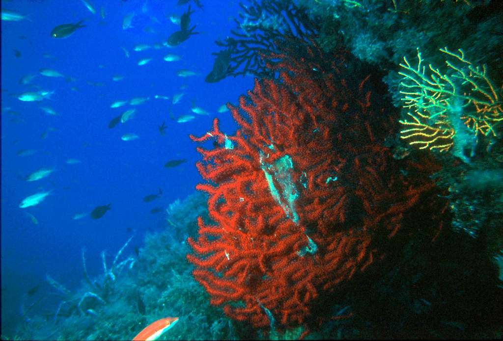 Gorgone rouge, l'un des coraux les plus menacés en Méditerranée. © Crea, Wikipedia