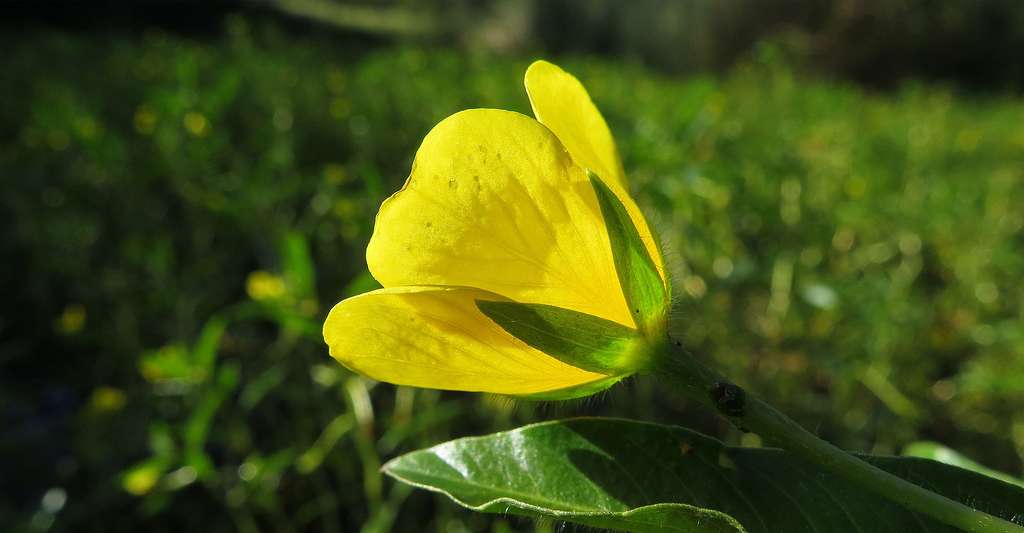 Ludwigia peploides subsp. montevidensis. © John Tann - CC BY 2.0