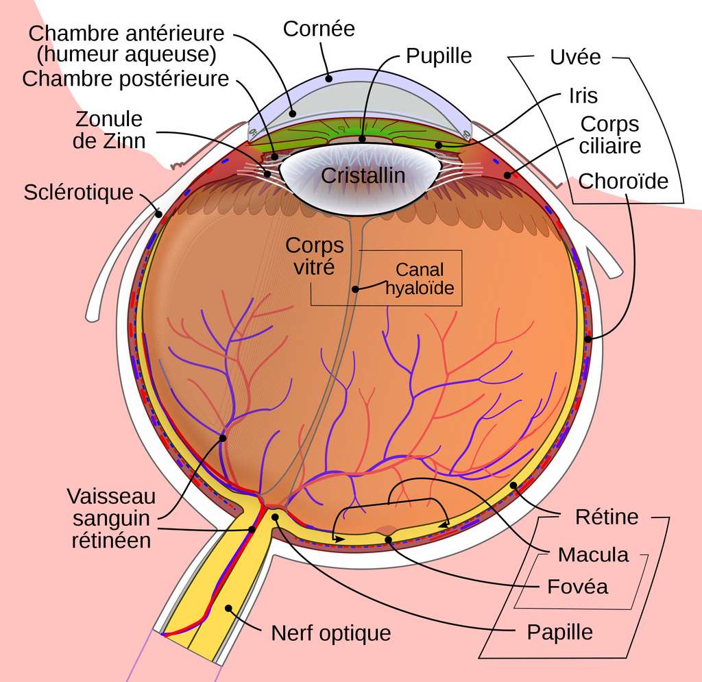 Schéma du globe oculaire humain. La rétine (en bas à droite) est la couche sensible à la lumière, tandis que la choroïde (en haut à droite) est fortement vascularisée et a une fonction principalement nourricière. © Rhcastilhos (traduction française lyhana8, Jmarchn), Wikimedia Commons