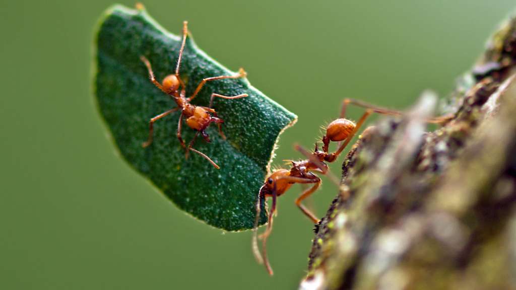 Des fourmis adeptes de l’agriculture Des fourmis adeptes de l’agriculture