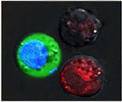Des deux cellules rouges, l'une a perdu son éclat quand l'autre montre des signes de dommages très importants après explosion des nanobulles. La cellule bleue s'est vue partiellement remplie de colorant vert après explosion de nanobulles plus petites. Sur l'image, une cellule mesure environ 20 µm de diamètre. © Plasmonic Nanobubble Lab, université Rice