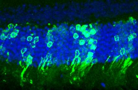 Les cellules en bâtonnets transplantées (en vert) ont pu redonner la vue à des souris atteintes de cécité nocturne congénitale stationnaire. Environ 26.000 d'entre elles ont pu être injectées dans chaque œil, un nombre négligeable à côté des quelques millions contenues dans l'organe de la vision. © University College de Londres