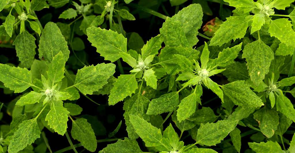 Atriplex hortensis. © Frank Vincentz, GFDL, domaine public