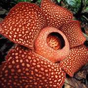 Dans la forêt tropicale, Rafflésia est devenue un diffuseur géant de parfum - hélas nauséabond. Crédit : Jeremy Holden Dans la forêt tropicale, Rafflésia est devenue un diffuseur géant de parfum - hélas nauséabond. Crédit : Jeremy Holden