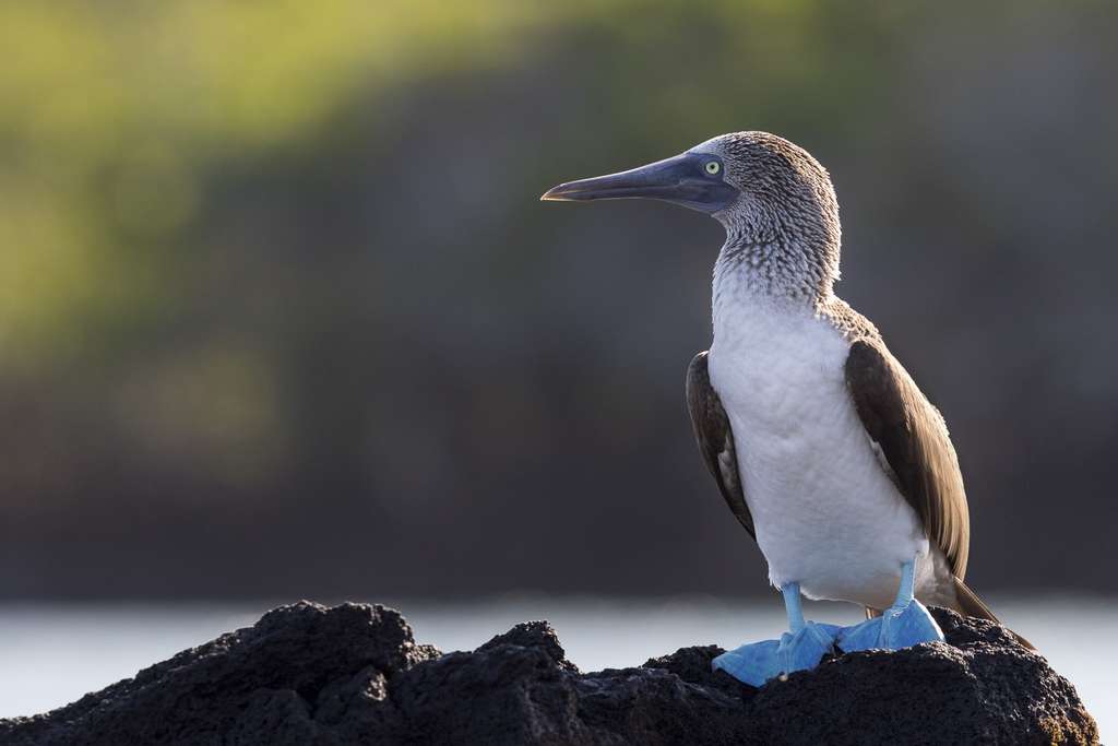 De nombreuses colonies de fous à pattes bleues (Sula nebouxii) nichent sur les îles des Galapagos. © Maxime Aliaga, tous droits réservés