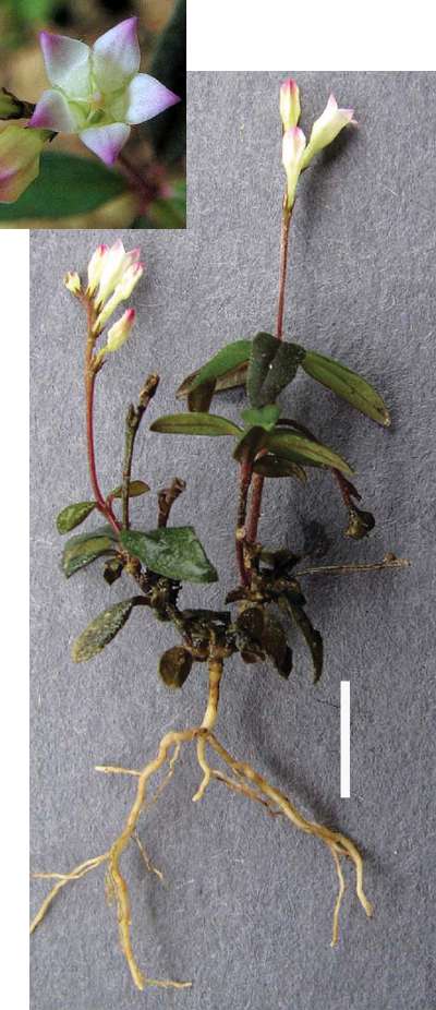Spigelia genuflexa. La barre d'échelle correspond à 1 cm. La photo de la fleur n'est pas à l'échelle. © Popovkin et al. 2011, Phytokeys, Pensoft Publishers, DR