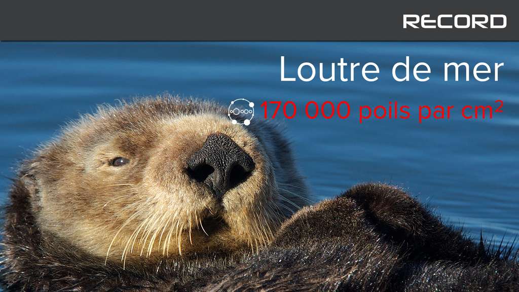 La loutre de mer et son manteau de fourrure La loutre de mer et son manteau de fourrure