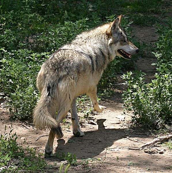 Loup du Mexique. © Cburnett, GNU FDL Version 1.2