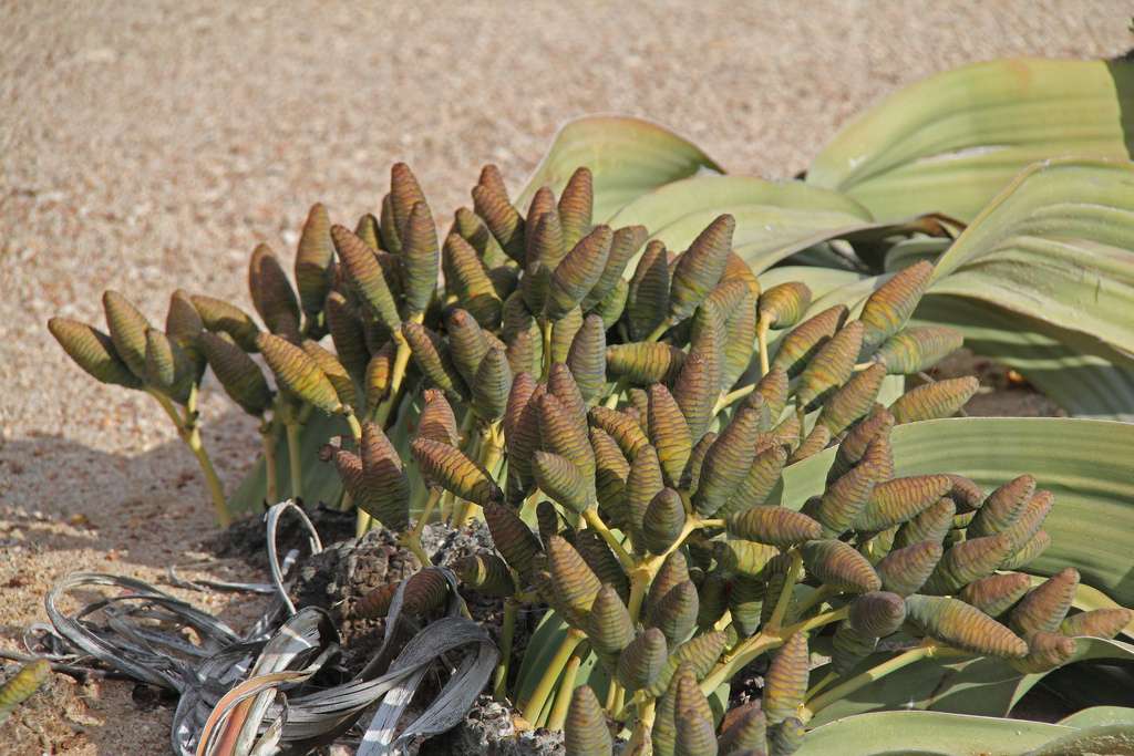 Un spécimen de Welwitschia mirabilis à l’est de Swakopmund, en Namibie. © Jerry Oldenettel, CC by-nc-sa 2.0