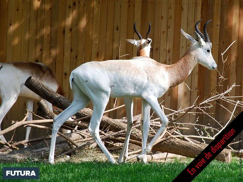 Gazelle de Speke Gazelle de Speke