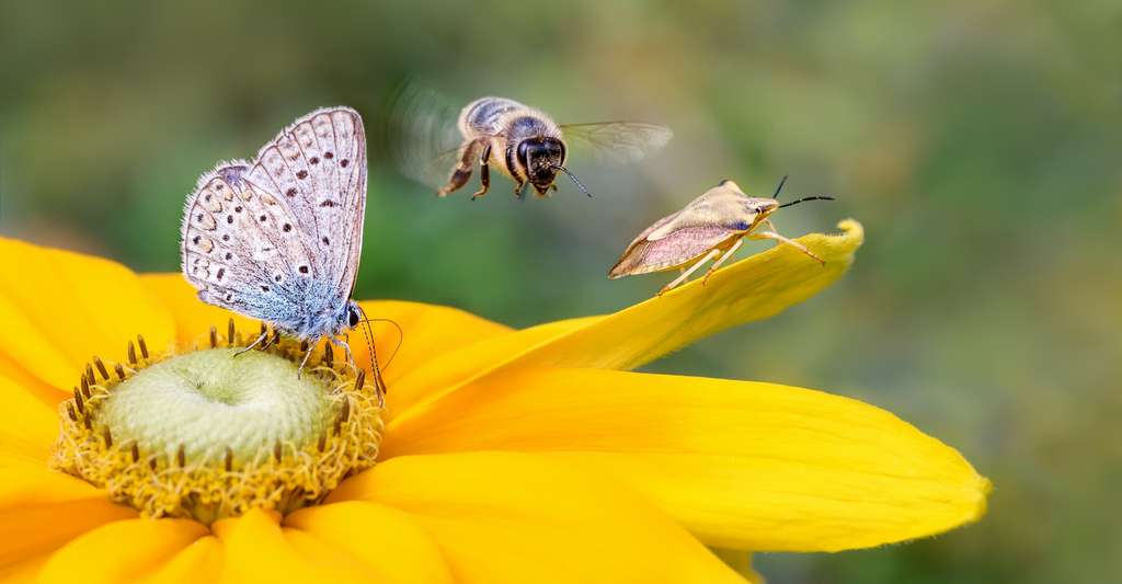 Pour participer à la protection de la biodiversité, envisagez peut-être de transformer au moins une partie de votre jardin en prairie fleurie. © kathomenden, Adobe Stock
