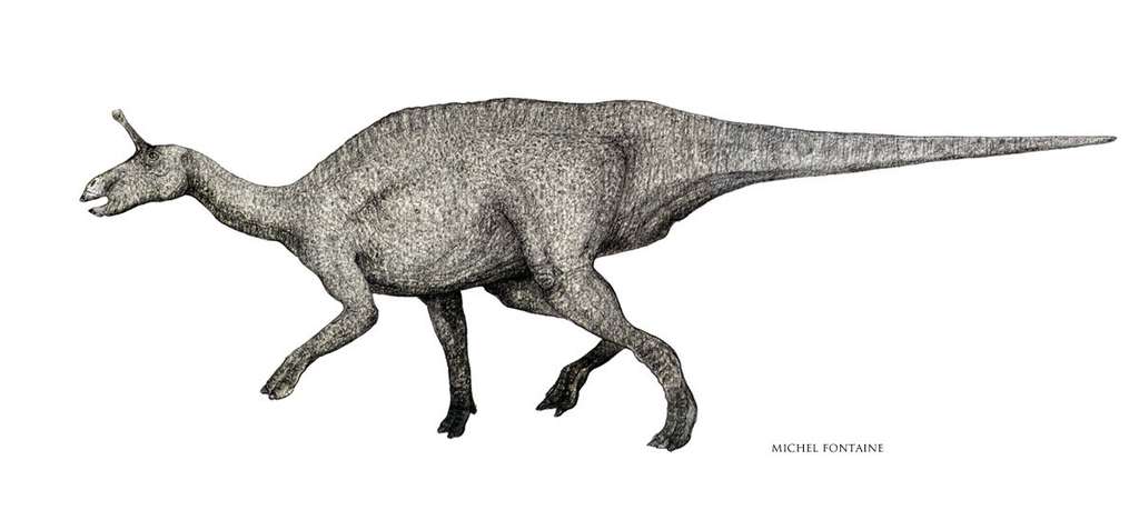 Tsintaosaurus Tsintaosaurus