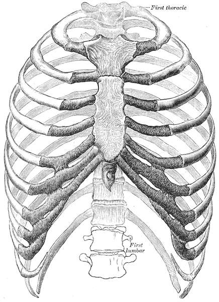 Anatomie de la cage thoracique. © Henry Vandyke Carter, Wikimedia Commons, Domaine public