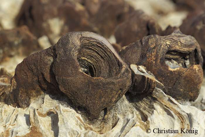 Les stromatolithes existaient déjà voilà 3,5 milliards d’années pour certains. © Christian König, DR