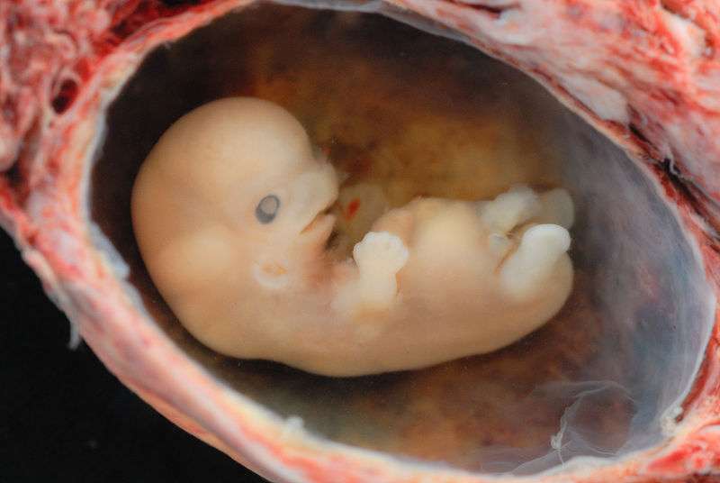 Lors du développement embryonnaire tous les organes se construisent progressivement. En modulant le métabolisme, le gène Lin28a favorise la régénération cellulaire. © lunar caustic, Wikipédia 2.0