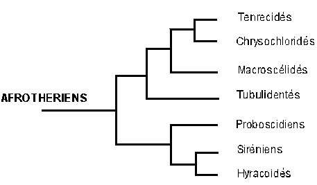 Classification des afrothériens. 