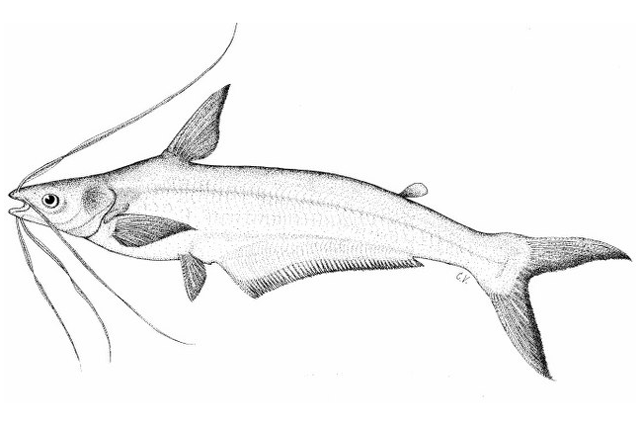 Platytropius siamensis, déclaré éteint en 2011. © C.Vidthayanon, fishbase.org