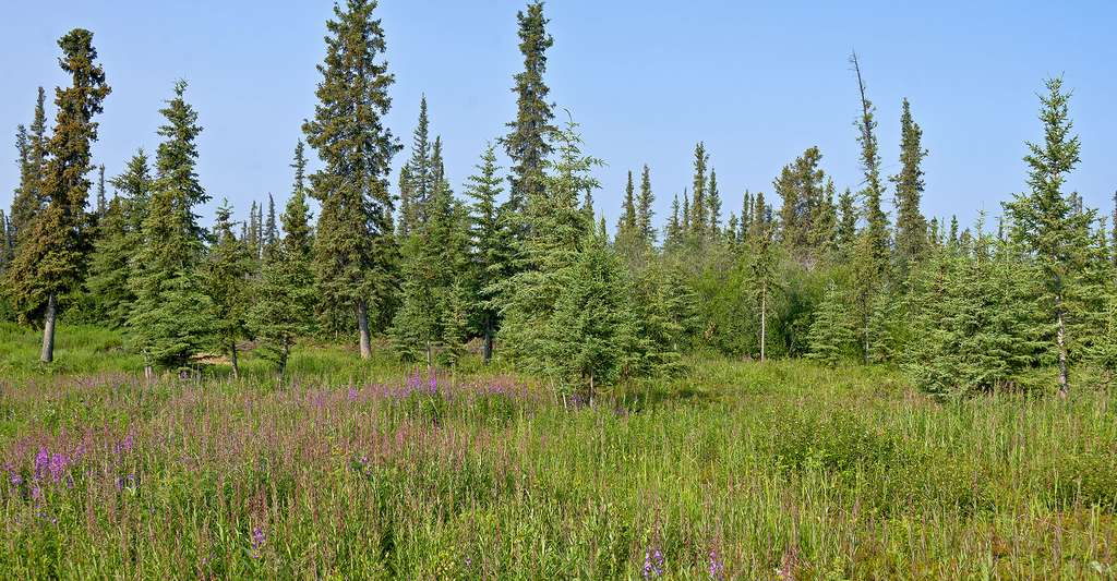 Les Forêts Selon La Latitude Taïga Et Forêt Tempérée Dossier