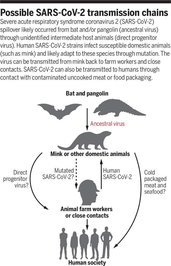 Voici comment certains scientifiques imaginent l'histoire du SARS-CoV-2 à la suite des derniers éléments concernant les visons. Le SARS-CoV-2 a émergé d'un ancêtre évoluant chez les chauves-souris ou le pangolin et qui nous a contaminé par l'intermédiaire d'un animal domestique, peut-être les visons. Les SARS-CoV-2 humains peuvent infecter les animaux domestiques et inversement. L'humain a pu se contaminer lors d'un contact rapproché avec ces animaux ou en mangeant de la viande mal préparée. Peng Zhou, Zheng-Li Shi, Science
