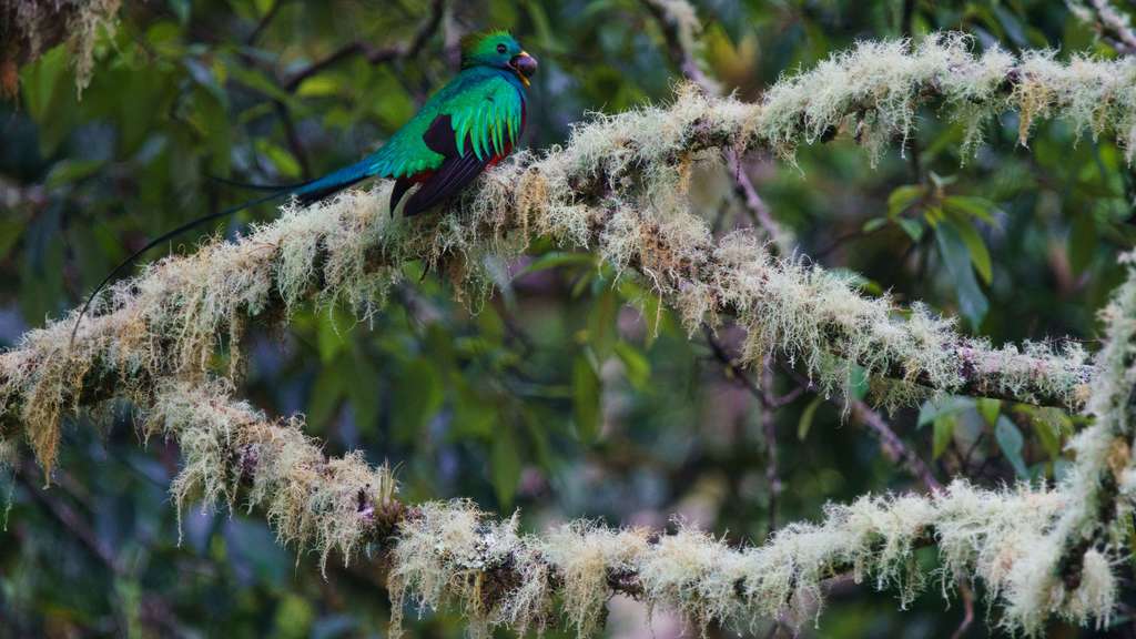 Photo Le Quetzal Resplendissant Loiseau Sacré