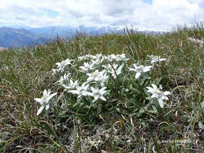 Edelweiss, Leontopodium alpinum.