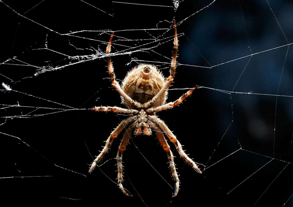 La soie super-résistante des araignées La soie super-résistante des araignées