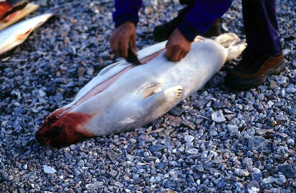 Préparation d'un phoque annelé en Alaska. La pêche des phoques est traditionnelle chez beaucoup de communautés côtières du cercle Arctique. C'est une pêche néanmoins raisonnée, il ne s'agit que de subvenir aux besoins des membres des communautés. © Ansgar Walk, cc by sa 2.5