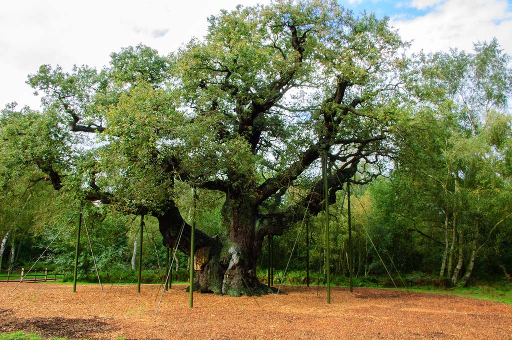 Шервудский лес достопримечательности Великобритании. Major Oak in Sherwood Forest. Литва достопримечательности дуб.