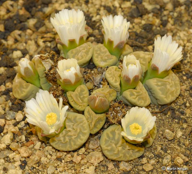 Lithops marmorata Lithops marmorata