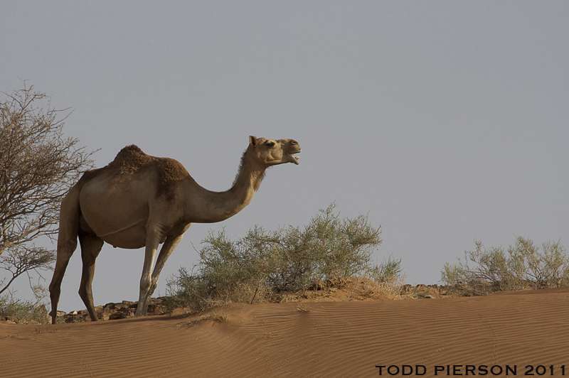 definition dromadaire camelus dromedarius futura planete