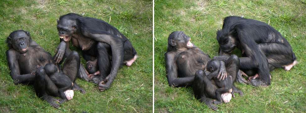 Au sein de groupes sociaux, comme chez les bonobos, le bâillement pourrait être utilisé pour communiquer inconsciemment ou pour synchroniser certaines actions. L'origine de ce comportement n'est pas encore connue. © Elisa Demuru 