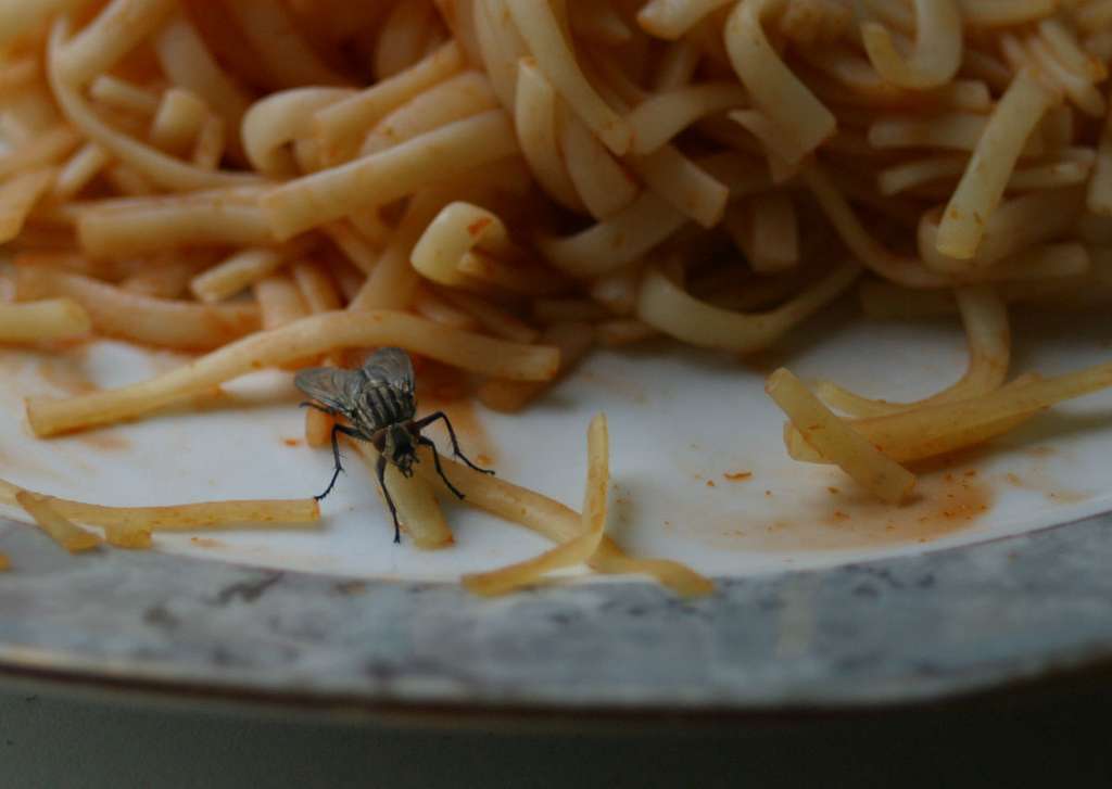  La mouche, en se posant sur un aliment non protégé, dépose les agents infectieux microscopiques qui se trouvaient… quelques instants plus tôt sur des fèces, une eau croupie ou le jus coulant d’une poubelle. © Vincent Leclerc