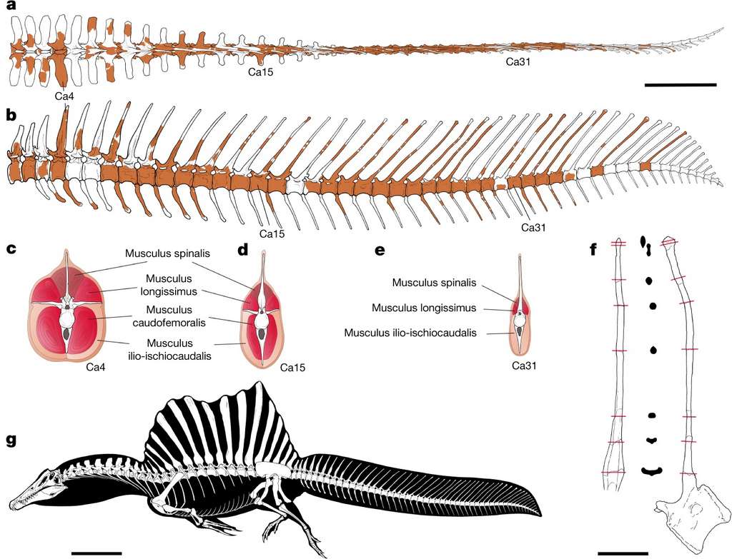 Spinosaurus aegyptiacus possédait une queue palmée semblable à une pagaie géante. © Nizar Ibrahim et al, Nature, 2020