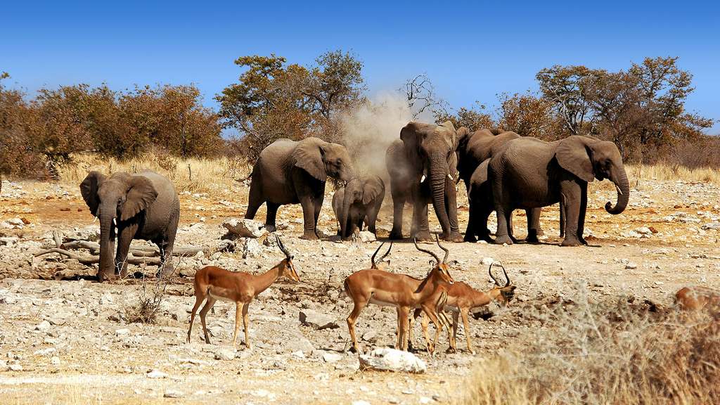 parc national d'etosha