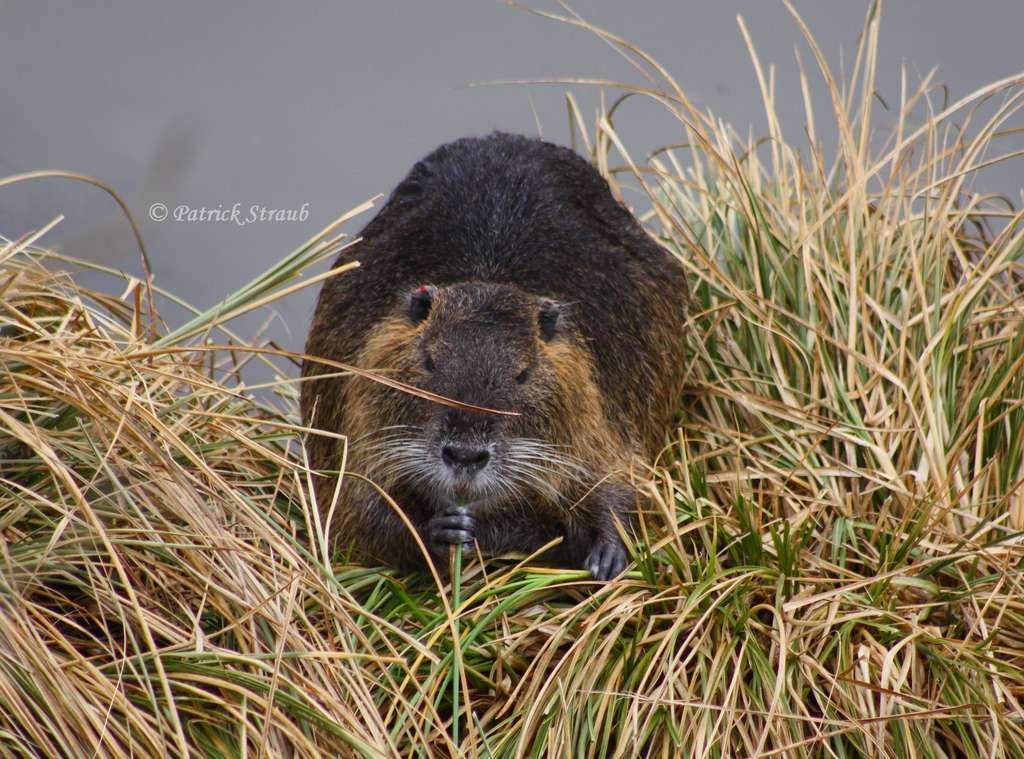 Definition Ragondin Castor Des Marais Myocastor Coypus Futura Planete