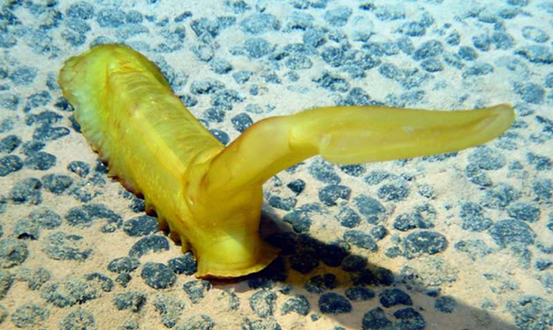 Un concombre des mers dans les abysses : Psychropotes longicauda