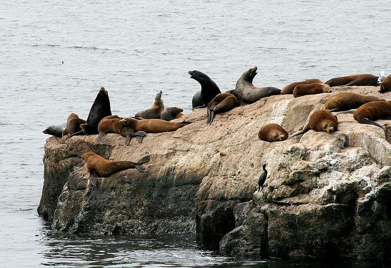 Definition Otarie De Californie Zalophus Californianus Futura Planete